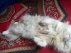 Persian cat